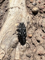 Chrysobothris woodgatei