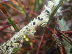 Austroparmelina pseudorelicina