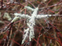 Austroparmelina pseudorelicina