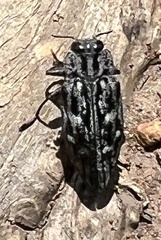 Chrysobothris woodgatei