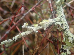 Austroparmelina pseudorelicina