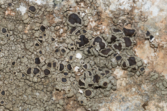Protoparmelia badia