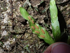 Grammitis stenophylla