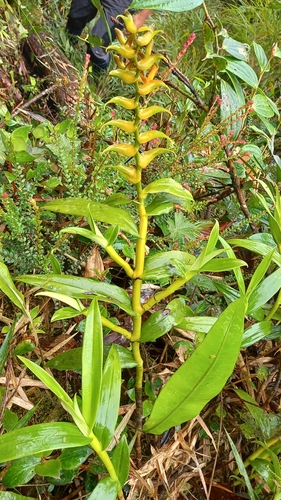 Epidendrum bractiacuminatum Hágsater & Dodson
