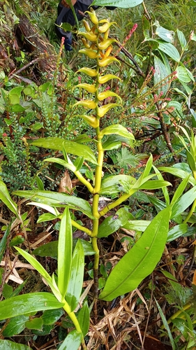 Epidendrum bractiacuminatum Hágsater & Dodson 2