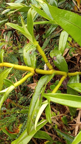 Epidendrum bractiacuminatum Hágsater & Dodson 3