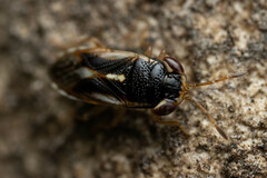 Stylogeocoris elongatus