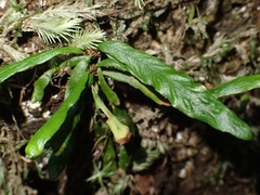 Grammitis stenophylla