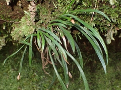 Haplopteris