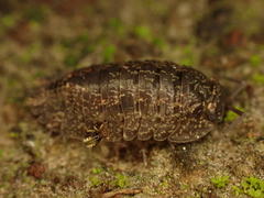 Dicyrtomoidea