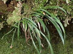 Haplopteris