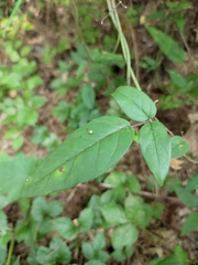 Jasminum sinense
