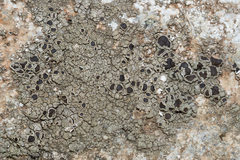 Protoparmelia badia