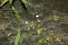 Phinaea multiflora