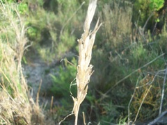 Pseudopentameris macrantha