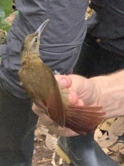 Xiphorhynchus elegans