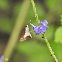 Sabera caesina