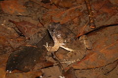 Limnonectes fujianensis