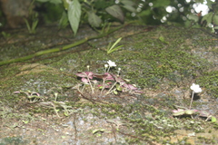 Phinaea multiflora