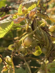 Cuscuta lupuliformis