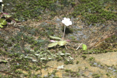 Phinaea multiflora