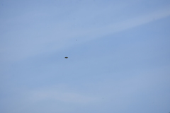 Psilopogon haemacephalus indicus