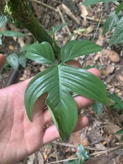 Philodendron quinquelobum
