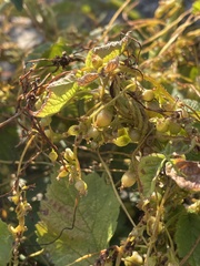 Cuscuta lupuliformis