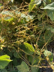 Cuscuta lupuliformis