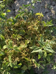 Cuscuta lupuliformis