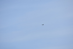 Streptopelia tranquebarica humilis