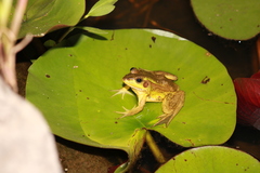 Pelophylax plancyi