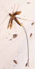 Megarhyssa macrurus icterosticta