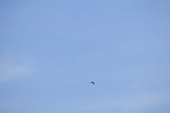 Streptopelia tranquebarica humilis