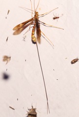 Megarhyssa macrurus icterosticta