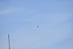 Streptopelia tranquebarica humilis