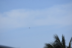 Streptopelia tranquebarica humilis