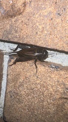 Gryllus rubens