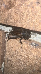 Gryllus rubens