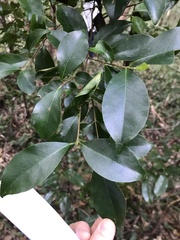 Syzygium hemilampra