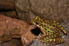 Odorrana tianmuii