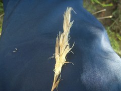 Pseudopentameris macrantha