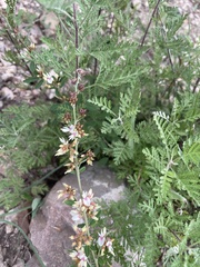 Lespedeza daurica