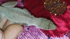 Anolis immaculogularis