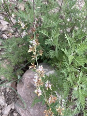 Lespedeza daurica