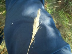 Pseudopentameris macrantha