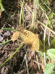 Argynnis paphia