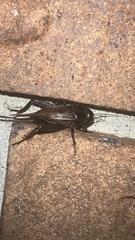 Gryllus rubens