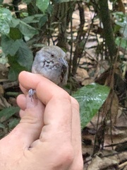Epinecrophylla leucophthalma