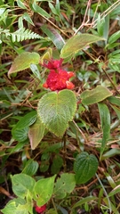Gesnerieae